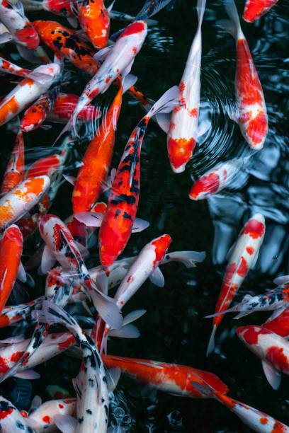 istock Vertical shot of nishikigoi fish 1451148336