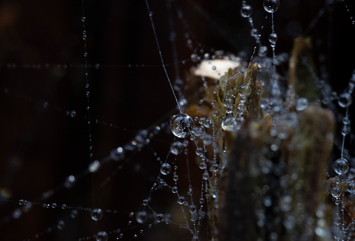 Argiope spider against a blue sky.