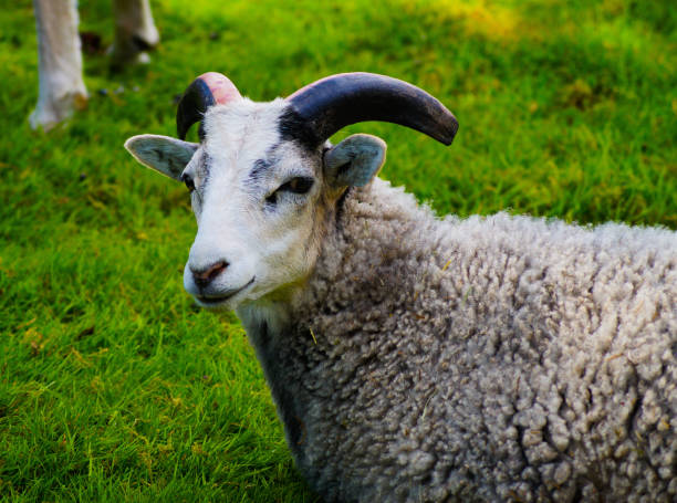 istock Close up of sheep on field during summer 1451149620