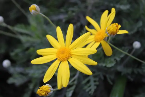Euryops pectinatus, the grey-leaved euryops, is a species of flowering plant in the family Asteraceae, endemic to rocky, sandstone slopes in the Western Cape of South Africa