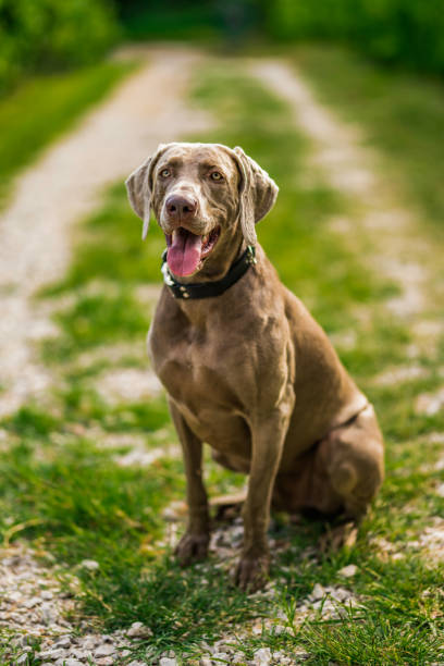 Dog with hat