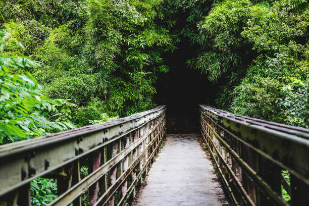 istock Wooden bridge to bamboo forest, Maui, 1451151236