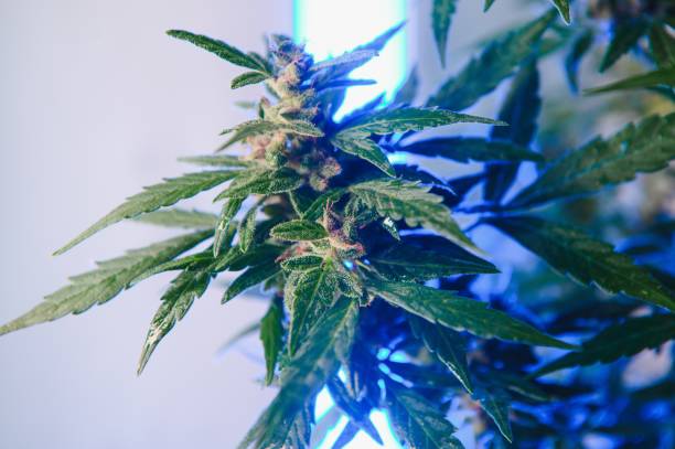 istock marijuana bud closeup , marihuana macro 1451151422