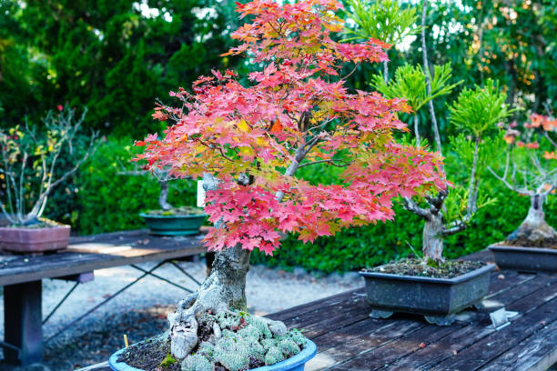 istock Bonsai, Mountain Japanese Maple (Yama Momiji) 1451151542