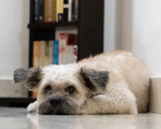 istock Cute dog on the floor indoors 1451152415