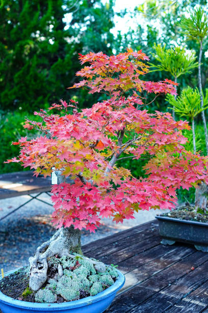 istock Bonsai, Mountain Japanese Maple (Yama Momiji) 1451152723