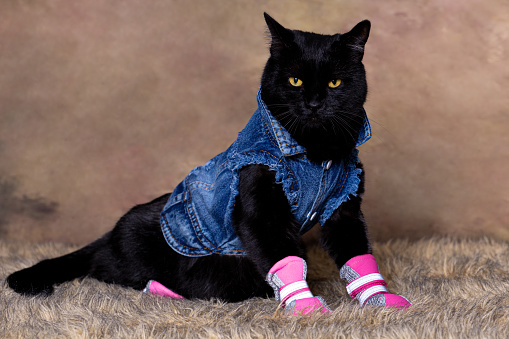 A black cat dressed in a blue jean jacket and pink shoes posed against a beige background fur rug