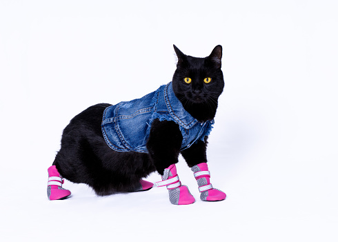 A black cat dressed in a blue jean jacket  and pink shoes posed against a white background