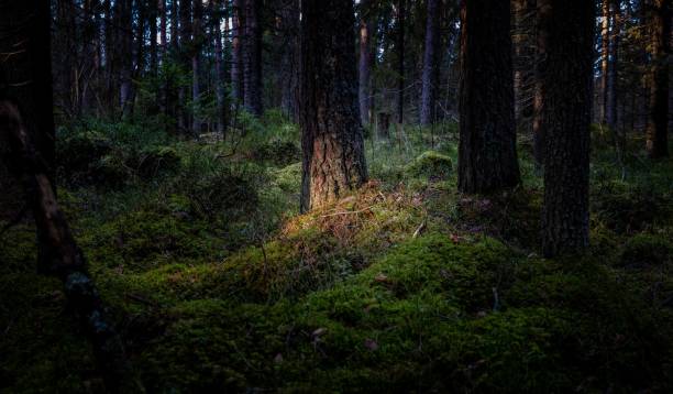 istock Landscape view of the forest 1451153610