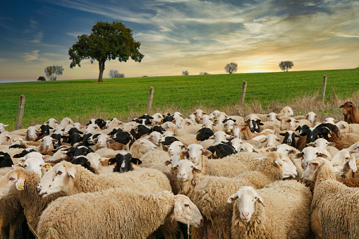 Flock of sheep grazing in a field of Zamora province near La Almendra village, Castile Leon, Spain