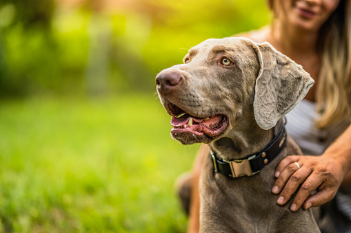 Close-up of Weimaraner dog in nature with his happy owners.