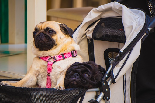A closeup shot of two fawn-colored and black pugs on a walk in a baby stroller