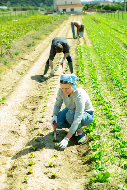 istock Woman gardener while planting cabbage seedlings 1451159367
