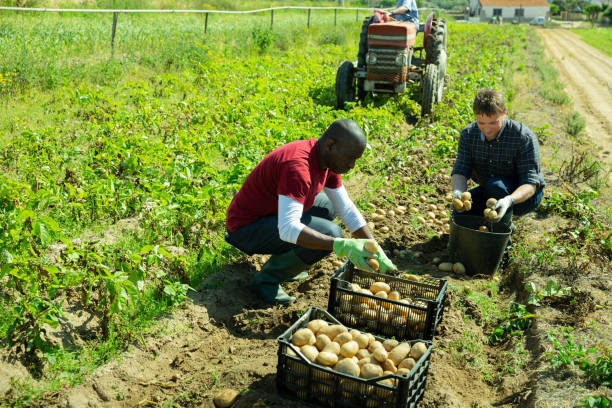 istock Male farmers picking potatoes 1451159395