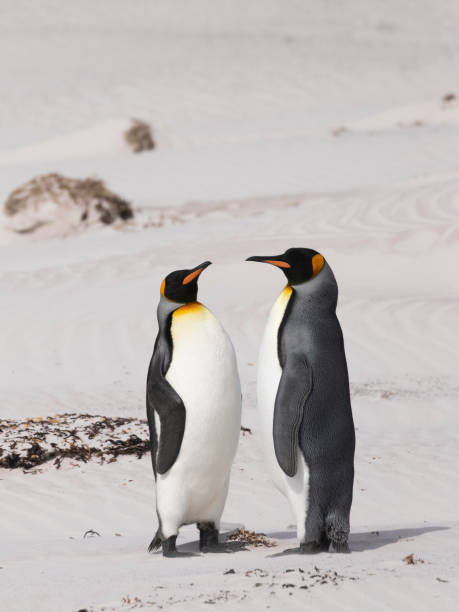 istock King Penguins, Volunteer Point, Falklands 1451161967