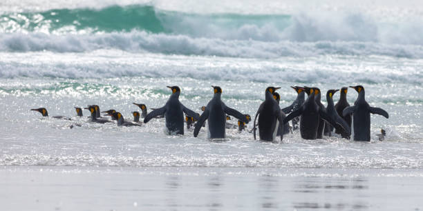 istock King Penguins, Volunteer Point, Falklands 1451161969