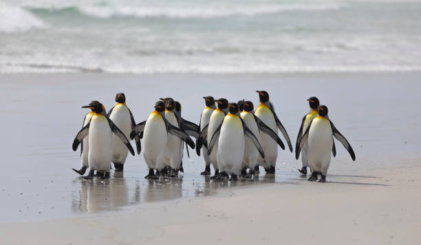 istock King Penguins, Volunteer Point, Falklands 1451161975