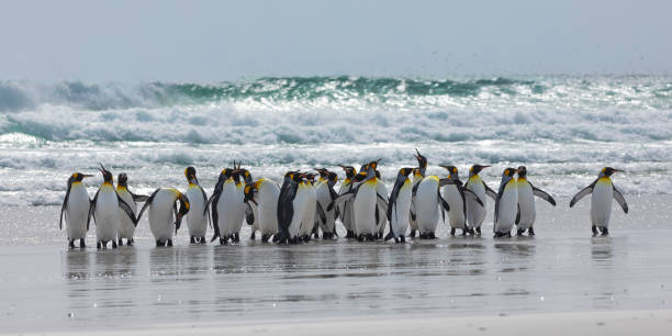 istock King Penguins, Volunteer Point, Falklands 1451162008