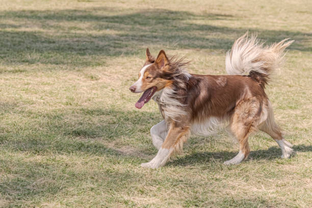 istock Brown white Border collie running in green lawn. 1451164047