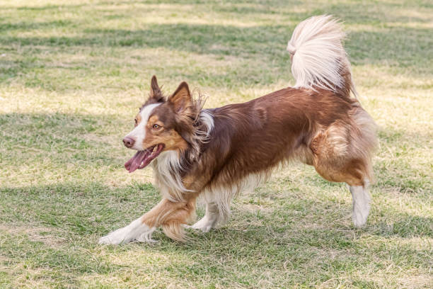 istock Brown white Border collie running in green lawn. 1451164107