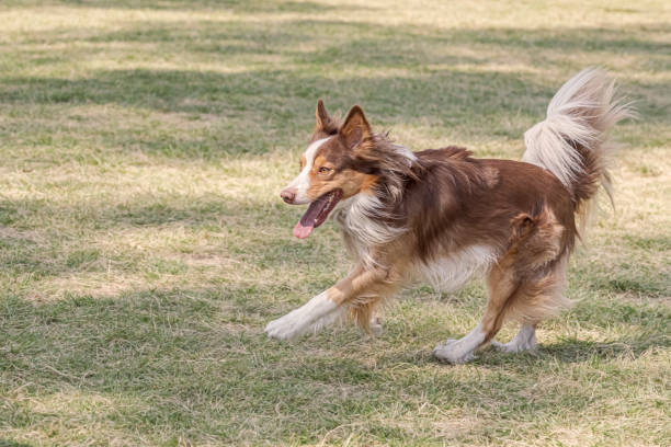 istock Brown white Border collie running in green lawn. 1451164138