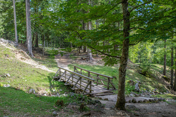 istock wooden bridge in the forest kranjska gora 1451164307