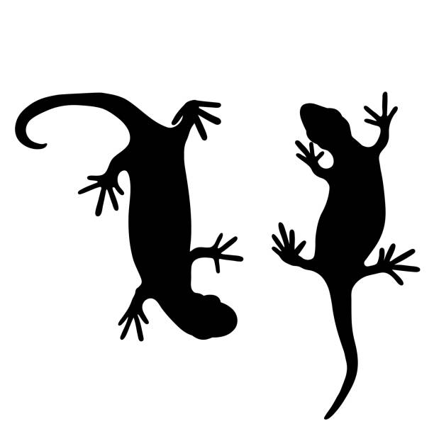illustrations, cliparts, dessins animés et icônes de ensemble de lézards reptile gecko silhouette noire illustration vectorielle. illustration simple de silhouette noire isolée sur fond blanc. modèle pour livres, autocollants, affiches, cartes, vêtements. - salamandre