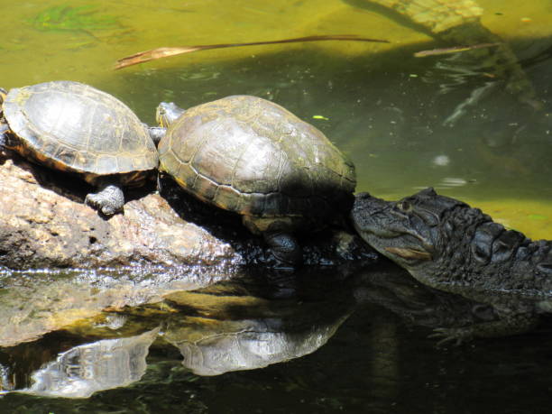 istock Turtles and alligator Brazil. 1451171942
