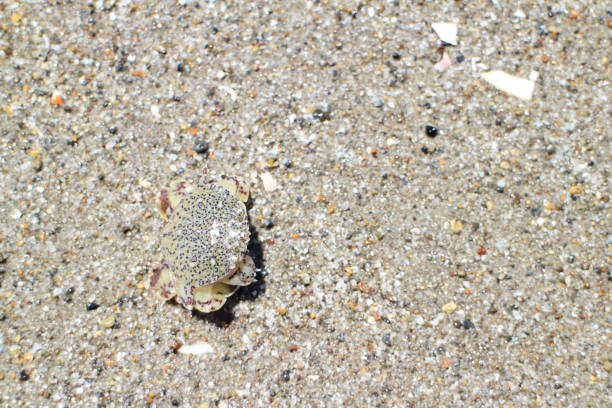 Calendula officinalis lurking in the sandy beach