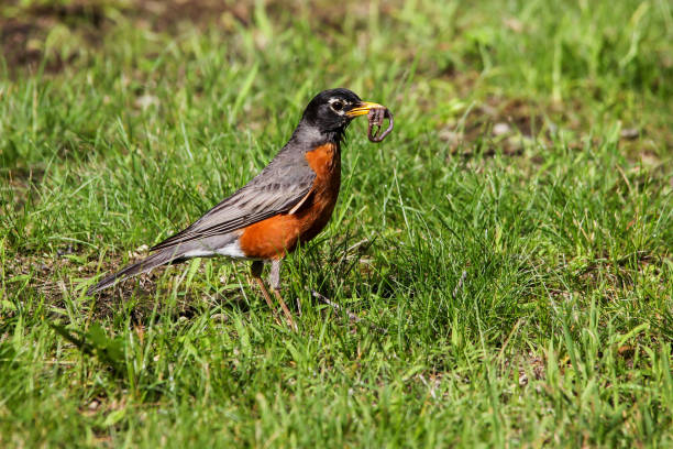 istock American robin standing on grass with earth warm 1451172685