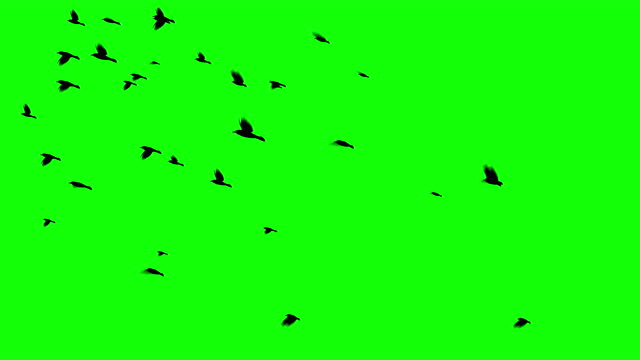 Crow Or Raven Flock Of Birds Flying By on Green Screen