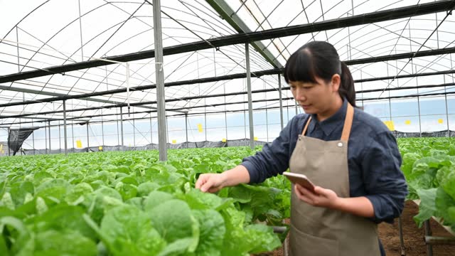 A woman farmer works with her mobile phone in a vegetable greenhouse
