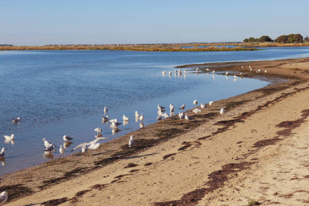 istock beach landscape with seagulls on sand 1451179467