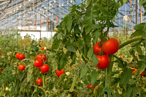 Tomatoes growing in a greenhouse