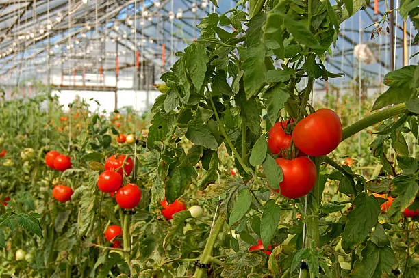 Bright red tomatoes grow on vines in a greenhouse