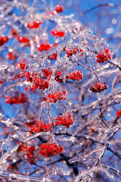 Berries covered in ice after a winter storm
