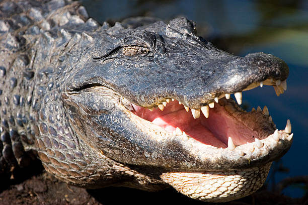 Gator smile stock photo