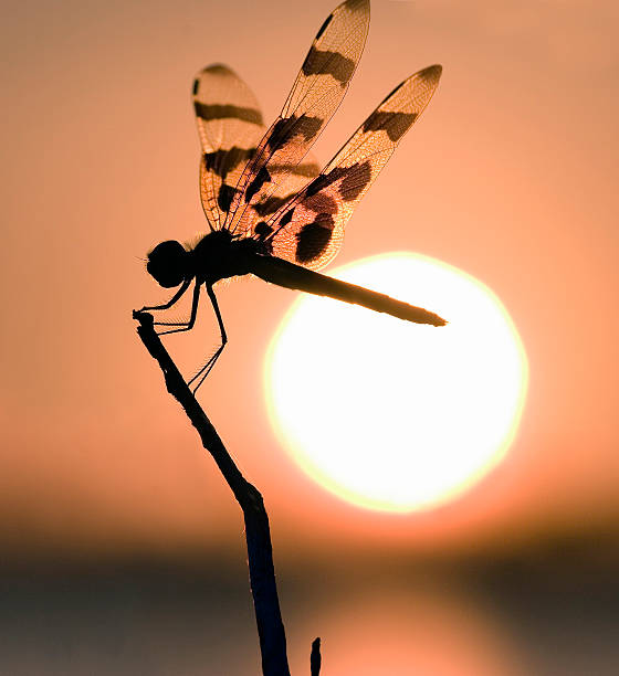 dragonfly stock photo