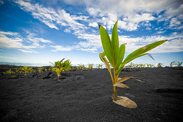 istock Palm Tree Sprouting out of Coconut 145118191