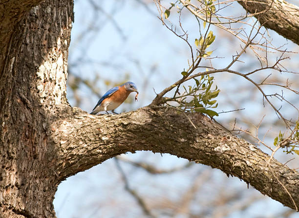 istock Eastern Bluebird Eating Lunch 145118223