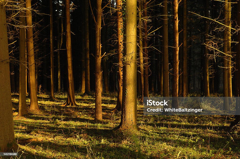 Lumière du soleil dans la forêt - Photo de Les arbres cachent la forêt libre de droits