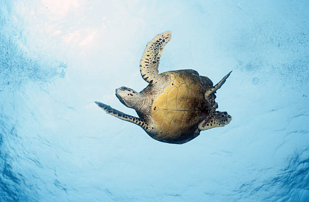 turtle, seychelles stock photo