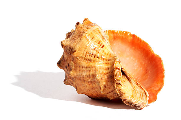 Sea shell with small shadow. stock photo