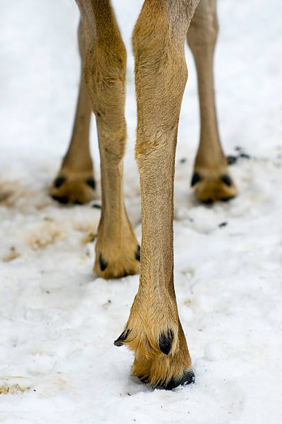 Hoofs of a deer. stock photo