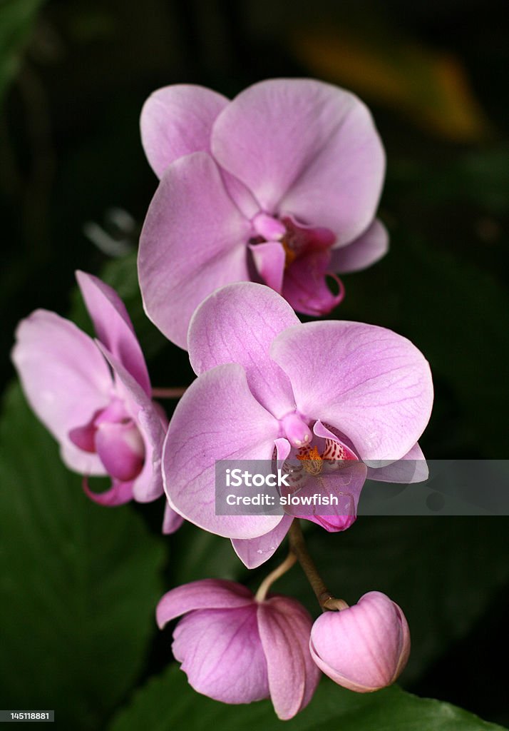 Orquídeas - Foto de stock de Belleza libre de derechos