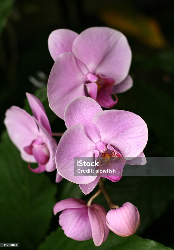 Orquídeas - Royalty-free Beleza Foto de stock