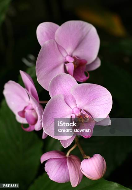 Orquídeas - Fotografias de stock e mais imagens de Beleza - Beleza, Beleza natural, Bem-estar