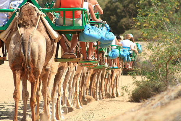 caravan of tourists on camels walking over the dunes of the beach of Maspalomas at the south of the Great Canary Island several hundreds of miles off the coast of Marocco in Africa