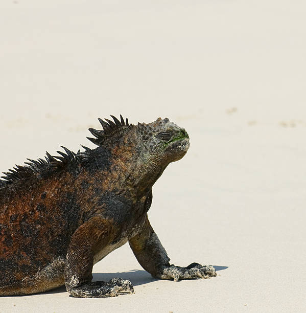 istock marine iguana in the beach 145118929