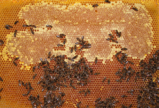 beehive - foto de stock